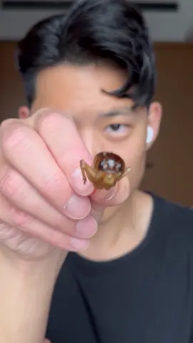 Giant Crickets from a Vending Machine in Japan, EAT or PASS?