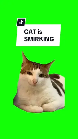 #CapCut CAT is SMILING. #greenscreen #greenscreenvideo #greenscreenoverlays #fyp #fypシ #fypage #fypppppppppppppppppppppppppppppppppppppppppppppppppppppppppppppppppppppp #fyppage #fypシ❤️💞❤️ #meme #memes #memestagram #freefirememe #memepage #viral #viralvideos #viralreels #viralvideo #viralpost #meme2024 #cat #cats #catsofinstagram #catlover #catmemes #catmeme #trend #trending #viralcats 