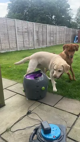 contact licensing@newsflare.com to use this video  #dogsoftiktok #dogtok #dogs #cute #ballthrower #ball #play #fetch 
