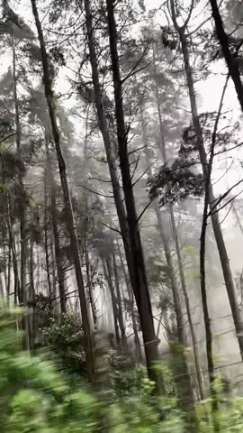 Me siento en crepusculo jajaja 🪵🌨️🤎 #twilinght🥀 #nature 