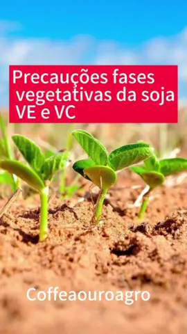 O monitoramento nas fases iniciais do plantio da soja é crucial para garantir a saúde e a produtividade das lavouras. Nesta fase, o acompanhamento atento permite identificar e corrigir rapidamente quaisquer problemas que possam comprometer o desenvolvimento das plantas.O monitoramento das pragas e doenças desde o início é fundamental. A detecção precoce de infestação por insetos ou sinais de doenças permite intervenções rápidas e eficazes, minimizando danos e evitando a propagação. Isso é especialmente importante em uma cultura tão valiosa quanto a soja, onde perdas podem representar impactos econômicos significativos.Em resumo, o monitoramento nas fases iniciais do plantio da soja não é apenas uma prática recomendada, mas uma estratégia essencial para maximizar a produtividade e assegurar a viabilidade econômica da safra. #agro #agronomia #agriculture 