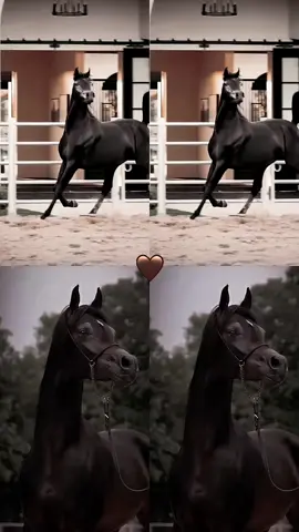 #CapCut الخيل للمغزى #عشق_الخيل_ادمان #الخيل_للمغزى_الامست_السرج #خيل #خيل_وخياله🐎 #خيل_عربي_اصيل #حصان #حصان_عربي_أصيل #فرس #خيل_تصميم #خيل_فخمه🐎 #شعر #قصيد #قوالب_كاب_كات #كاب_كات #كرومات #كرومات_جاهزة_لتصميم #خواطر #fyp #viral #اكسبلورexplore #اكسبلور 