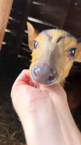 GOOEY EGG GOOEY EGG SONG 🎤 #animals #farm #pets #farmlife #dayinmylife #recap 