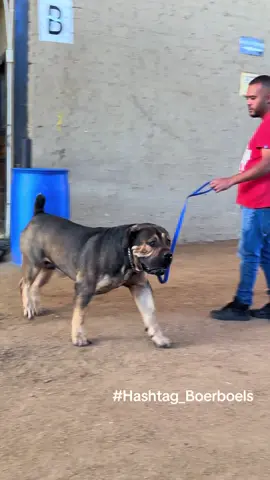 #prodigious_boerboels meets #hashtagboerboels 