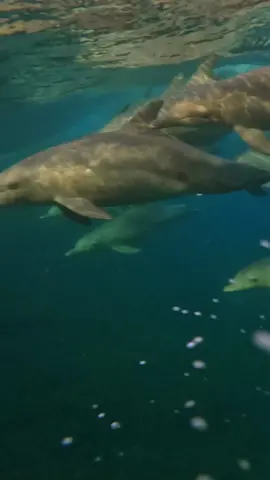 Reason #16928 to always surf with your camera 🎬 @anthony_walsh_  #gopro #pov #surfing #dolphins #rainbow #onceinalifetime #unbelievable 