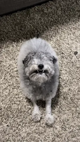 Replying to @duki NEVER🙅🏼‍♀️ #fyp #thief #help #dogsoftiktok #mulch 