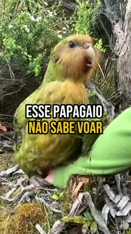 esse PAPAGAIO não sabe VOAR.  #animal #animais #papagaio #kakapo #foryou 