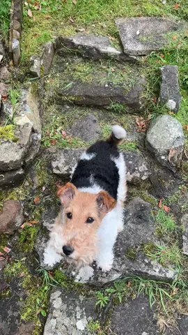 Can i have a treat please.  #fyp #dog #foxterrier #cutedog #dogsoftiktok #terrier 