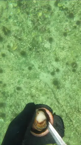 Grabbing a wuick snack 🦪#scallops #spearfishing 