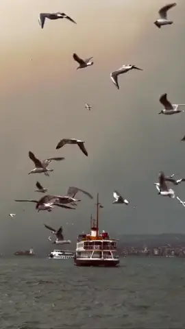 خۆشەویست ئەو کەسەیە کە هەر شتێک لە پێناو تۆیا بیکا بە حەز و خۆشەویستیەوە دەیکا،  خۆشەویست ئەو کەسە کە خۆی بۆت تەرخان ئەکا،  خۆ دەکرێ جار جارە بە گەڵتەوە بڵێ ئەها ئەوە و ئەوەم بۆ کردووی، لێ ناکرێ و خۆشەویست ئەوە نییە لە هەر ناخۆشی و دوو دەمەقاڵێیا هەموویت بە نێو چاوان دادا و بڵێ تا ئێستا بۆتم کردوون و لەمەو دوا بۆشت ناکەمەوە… . . . . . #layer #kurdistan #kurd #hawler #duhok #sulimany #شعر 