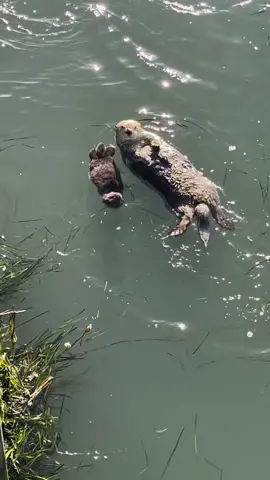 Send this to someone to make their day 🦦🥺 Video by @Seamus Kirst #otter #animals #wildlife 