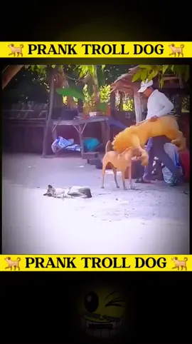FAKE LION TROLL DOG #tigerfake #prank #trolldog #foryou 