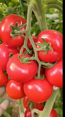 merah menggoda bestiii... buruan Gercep panen 😁😍 #panendikebunsendiri  #berkebundirumahaja  #tomat 