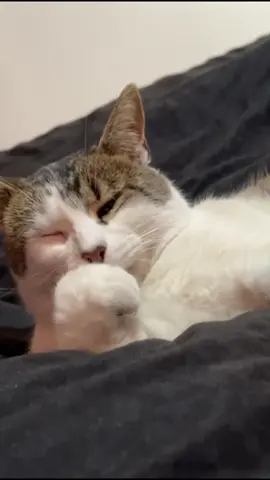 #cat #catsoftiktok #cats #catlover #potaxie #potaxio🥑 #cupcakke 