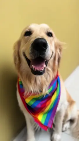 Felipe en la marcha GDL #felipe #perros #felipeysaul 