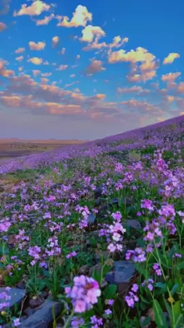 #يجيب_ربك_سحاب_الناس_ماجوبه #اكسبلور 