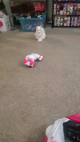 me and the kids love this robot dog lol the cats didn't know what to think lol #robotdog #interactive #kids #children 