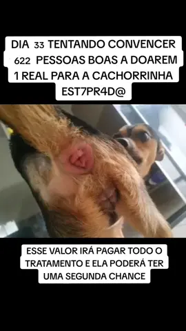 #pet #animal #ajuda #fyp 