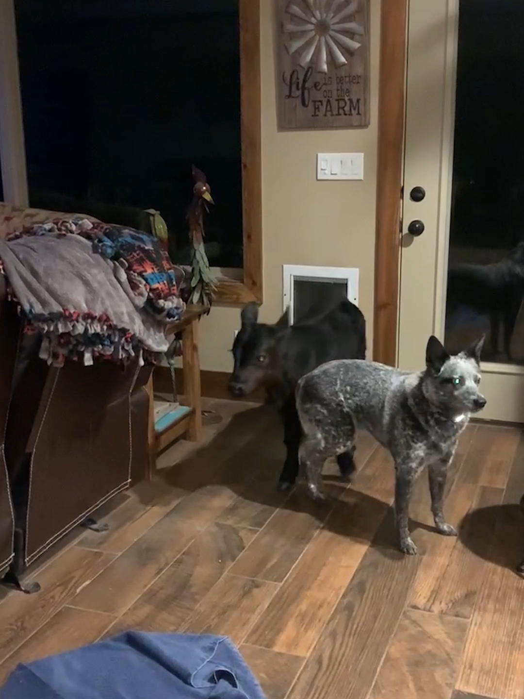 What kind of dog is that?? 🐄😂 #afv #cows #dogs