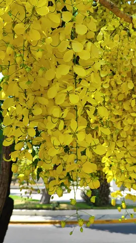 lluvia de oro 💛🌳✨ #fyp #naturaleza #lluviadeoro #arboles #floresamarillas #flores #tranquilidad #paz #admirar 