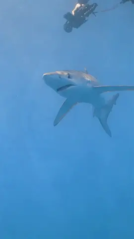 #______shark#Amazon #_shark #America #atlanticocean #BeWhaleWise #blacktipreefshark #blacktipreefsharks #blacktipshark #blacktipsharks #blueshark #bullsharks #cagediving #Californiacoast #Christmas #cutesharks #deadshark #divingandshark #divinginsharks #divingshark #divingsharkattack #divingsharks #divingwith shark #dolphin #fishingashark #fishingshark #fishingsharkbite #fishingsharkvideos #fishingtheshark #fishshark #fishsharkattack #fishsharkgame #fishsharkin aquarium #fishsharktales #fishsharktank #fishsharkvideos #Florida #foryou #foryoupage #fyp #Galeocerdonidae #giantoceanmonsters #giantsharkintheocean #giantwhiteshark #goblinsharks #greatwhites #greatwhiteshark #greatwhitesharkdiving #greatwhitesharkfacts #greatwhitesharks #greatwhitesharkweek #greenlandshark #greyshark #hammerhead #hammerheadshark #helpsavesharks #humpbackwhale #killershark #killerwhalepredation #killerwhales #killerwhalevsdolphin #knowyoursharks #landbasedwhalewatching #mackerelshark #mackerelsharks #Majesticseacreatures #makoshark #marlin #Natgeoexplorers #OceanExploration #oceangianthuman #oceangiantmonsters #oceangiantmouth #oceangiants #oceanlife #oceanlife0217 #OceanPredator #oceansharkgirl #oceansharkkeelung #oceansharkpart2 #oceansharktransition #oceansharkvideos #oceansharkwave #oceansharkwhale #orca #orcaincident #orcas #orcashark #orcasharkfacts #orcasharkfshark #orcasharkincident #orcasharkorcasharkattack #orcatilikumvideo #orcavsdolphin #orcavshiu #orcavshuman #orcavssharks #orcawhale #Orcinusorca #redseashark attack #rescuesharks #saveoursharks #saveshark #savesharks #seashark #seasharkgirl #seasharkvehicle #seasharkvideos #seasharkvoice #seaworldsharkincident #seeingsharkunderwater #shark #sharkaddicts #sharkaholic #sharkanatomy #sharkandorca #sharkattack #sharkattack shark #sharkattack underwater #sharkawareness #sharkbaby #sharkbackyard #sharkbait #sharkbateau #sharkbehavior #sharkbite #sharkbreach #shark #thewhitehouse#https://amzn.to/4ayFQEo  #https://amzn.to/4dQtb2F  #https://amzn.to/4ax0rJp  #https://amzn.to/3Kg6w2g  #https://amzn.to/3Kbhaay  #https://amzn.to/3VeggQX  #https://amzn.to/3Vc68bb  #https://amzn.to/44WSfRJ  #https://amzn.to/3WWszCM  #https://amzn.to/4btPuK5  #https://amzn.to/4bQ4cuB  #https://amzn.to/3USpMrC  #https://amzn.to/4awYixu  #https://amzn.to/3QW62BW  #https://amzn.to/3wOPepO  #https://amzn.to/4bxnhSq