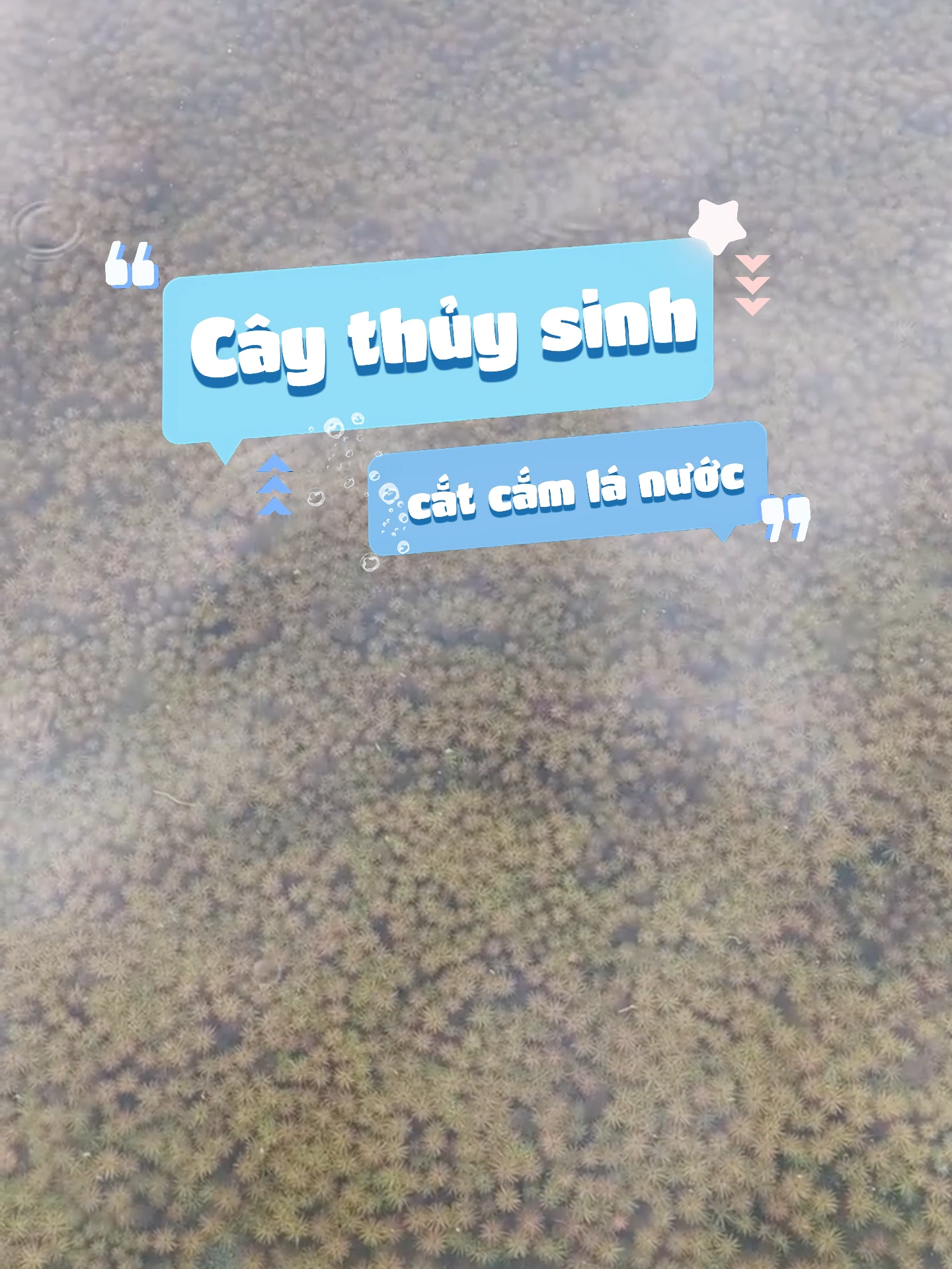 cây chỉ đỏ...#nuoicacungminhkhoi #guppy #caythuysinh #cacanh #aquarium #becacanh #fishtok