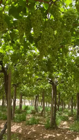 #الرقاب #الرڨاب_أرض_الأحرار🇹🇳 #الفلاحة #عنبه🍇 