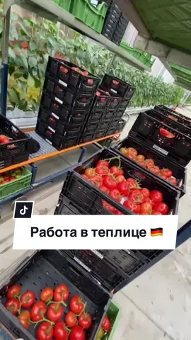 Пиши плюс в комментарии, и мы с тобой свяжемся 🇩🇪 #работавевропе 