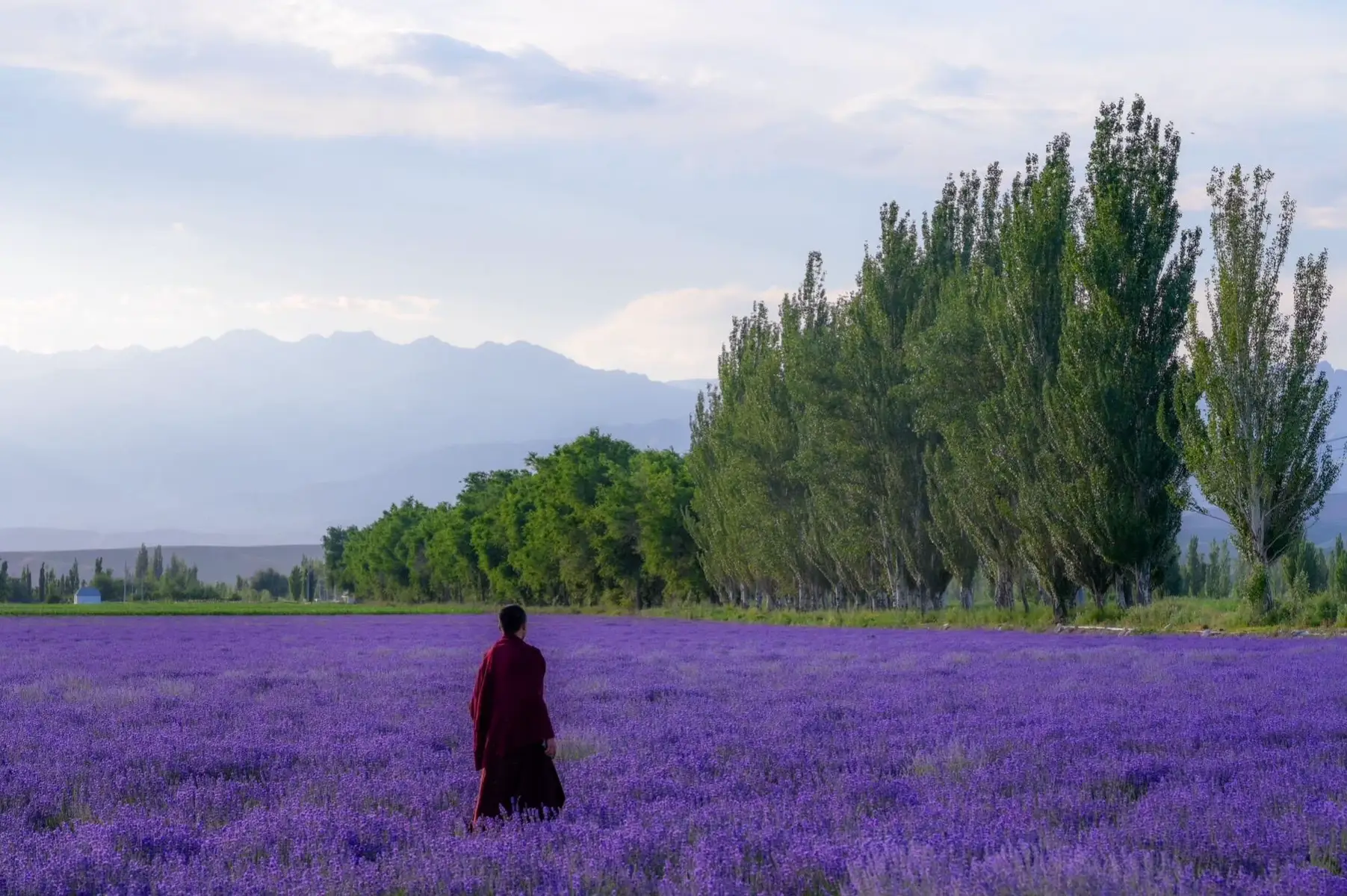 骑马穿行在广阔绵延的高山草原上，深入高耸入云的杉林中，我从未见过如此深邃而宁静的世界。