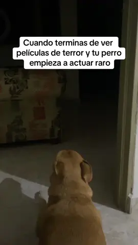Dime que estas jugando🥹🐶 #parati #destacame #comedia 