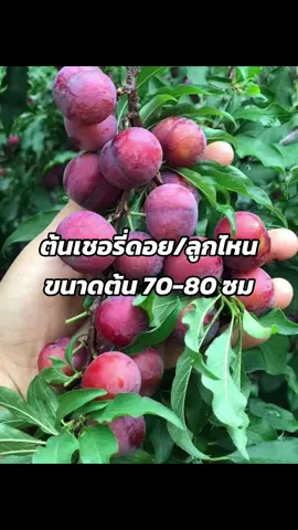 ต้นเชอรี่ดอย #พันธุ์ไม้ #สวน 
