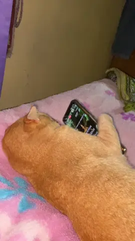 pantes anteng dari tadi #kucingoren #kucingtiktok #kucinglucu #kucing #fypp #khodampendamping 