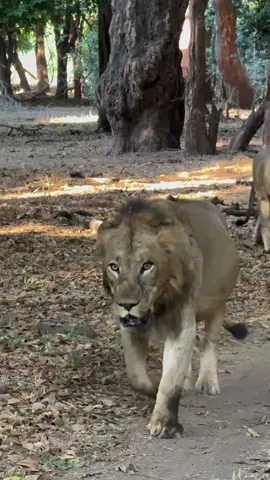 The Guvu Males - these are old King Ginger's 3 sons. You see Ginger trailing all the way in the back behind them at the beginning of the video. Ginger's sons have remained by their father's side and are taking care of him in his old age. It is thanks to these boys that Ginger is able to still get a meal and survive at the ripe old age of 17. God bless Ginger and his boys! #liontiktok #liontok #bigcats #bigcat #lionlovers #lions #lion #lionlover #africa #animalsoftiktok #wildlife #nature #fyp #foryou #animals #lovelions #wildlifephotography #animallover #lionpride #malelions #safari #africanwildlife #wildnature #naturelovers #naturephotography #FY #mapogo #zoo #zoology #trend #trending #foryoupage #viral 