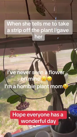 #plants #houseplants #fypシ゚viral this is my motherinlaw showing off the the plant strip i gave her a few yrs ago i had the plant for 5 yrs never seen a flower 😫