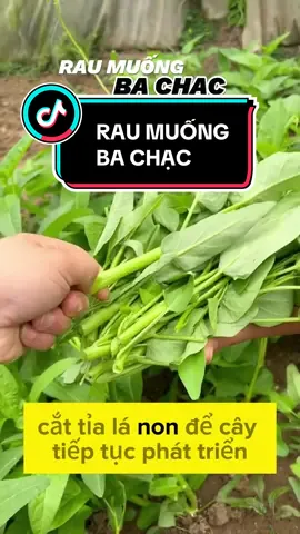 Rau muống ba chạc phù hợp với thổ nhưỡng cả ba miền, rất thích hợp trồng rau sạch tại nhà đó ạ #xuhuongtiktok #xuhuong #hatgiong #raumuong 
