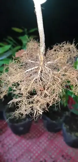 Xử lý rễ mai xù từ khi ươm hạt