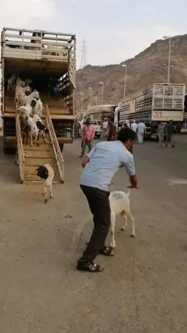 الو ولك الو #فانزابوولد 