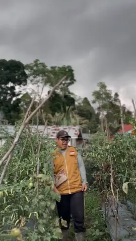 alhamdulillah #petanimilenial #petanitomat #petani #petanimuda #petani #petanitomatcabai #petanicabaiindonesia #petanicabai🌶️🌶️🌶️ #petaniindonesia🇮🇩🇮🇩🇮🇩🌿🌿 #CapCut #tomat #panen #panentomat 