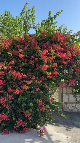 #الشعب_الصيني_ماله_حل😂😂 