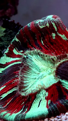 Beefing up the Trachy with some @Polyplab reef roids. This thing has way more mouths than it needs. #allmymoneygoestocoral #polyplab #reefrehab #reeftank 