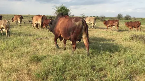 #agriculture #tanzaniatiktok #samburutiktokers #maasaitiktokers #foryoupage #maasaitiktokers😍😍😍 #fyyyyyyyyyyyyyyyy #kajiadotiktokers🥰🥰 #fyp #viral #trending #kenyantiktok🇰🇪 #naroktiktokers👐 #maasai #maa #kajiadotiktokers #farmlife #cowboy 