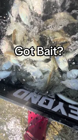 POV: Dad takes the boys fishing 😎 . . #kidsfishing #kidswhofish #takeakidfishing #tiktokfishing #fishing #foryou #fyp #snook #boydad #dadlife  . @Black Pearl Cast Nets  @Beyond Braid  @MB Snookin | Fishing Brand 