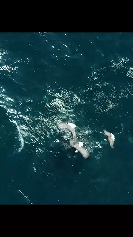 #amazinganimalsworld #wildlife #tiktok #recommendedforyou 