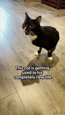 Animals are so resilient 💞 We talked to Legend's mom about the moment he realized he could jump up on the couch with just two legs! Keep up with @legendalegendarycat on Instagram