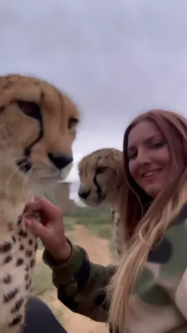 Purrfection 💕 #cheetah #fyp #cheetahpurr 