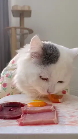 #foryou #cat #catlover #petlover #catsoftiktok #cattoks #catstiktok  #foryoupage #petsupplies #cat #cute #sweet #haha #funny #clever #lmao #fypシ゚viral 