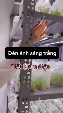 Đèn nuôi cấy mô Rạng Đông ánh sáng trắng tự nhiên tốt cho cây mầm, cây bonssai, cho cá rồng#denanhsangtrang #denledchoca #denchocaycanh #denchoca #dennuoicaymo #rangdong #rangdongvietnam #dengialapmattroi 