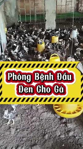 phòng bệnh đầu đen cho gà #vntiendo #channuoiga #gathavuon #xuhuong2024 