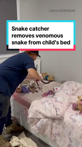 A venomous red-bellied black snake was removed from a home in Australia after it was discovered curled up in a child’s bed. Red-bellied black snakes are one of the most frequently encountered snakes on the east coast of Australia, and are responsible for a number of bites every year, according to the Australian Museum. #australia #snake #animalsoftiktok 