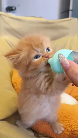 #foryou #cat #catlover #petlover #catsoftiktok #cattoks #catstiktok  #foryoupage #petsupplies #cat #cute #sweet #haha #funny #clever #lmao #fypシ゚ 